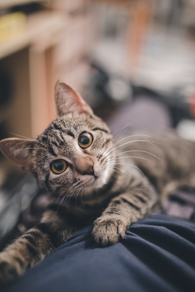 cat