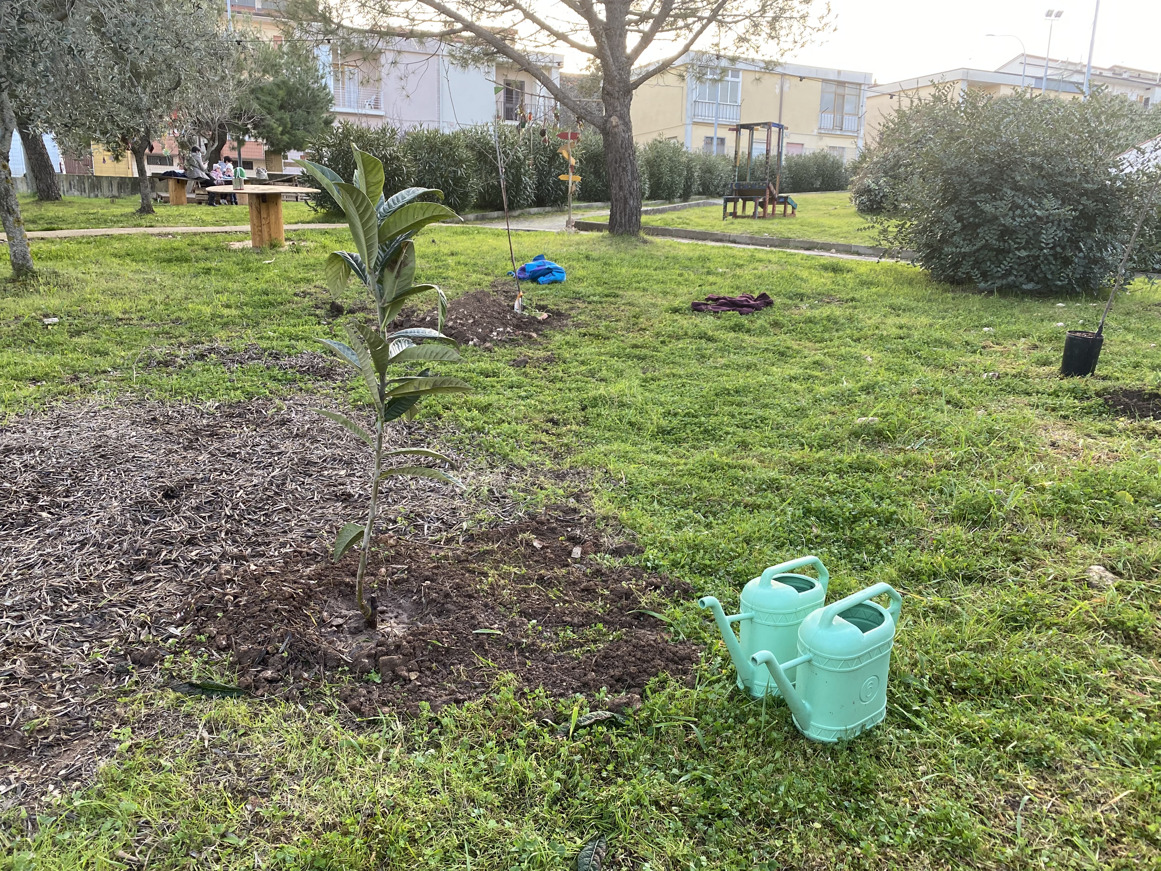 Chi semina raccoglie nuovi alberi 3
