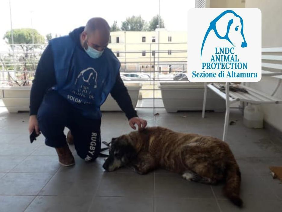 lega del cane
